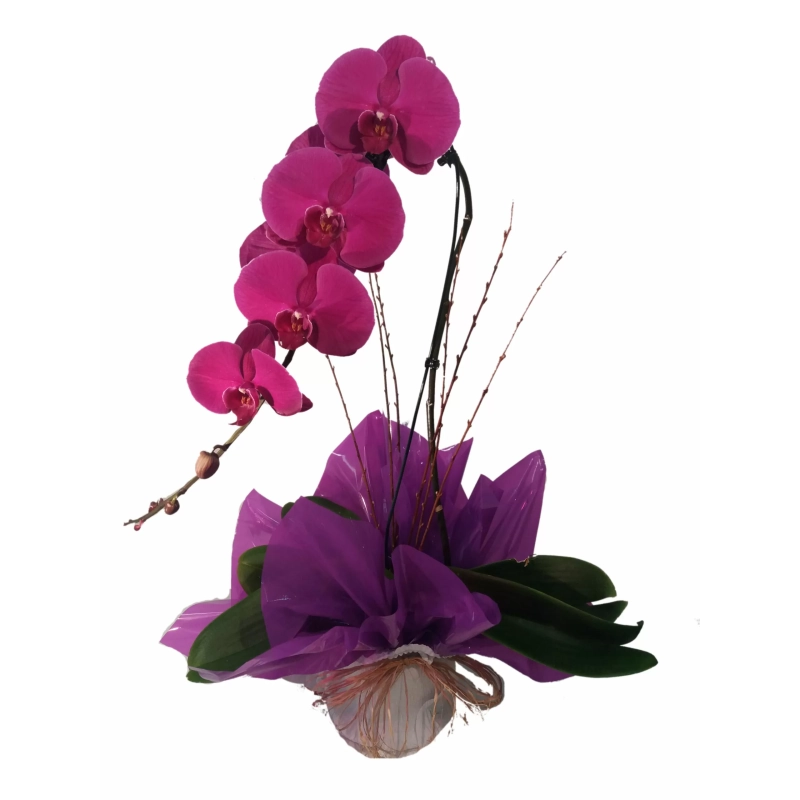 Orquidea Phalaenopsis Cascata no pano Orquídea Phalaenopsis Cascata