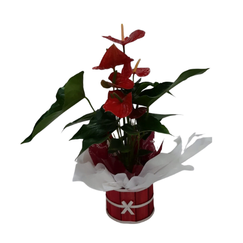 500x500 (2) Antúrio Plantado - Imagem 1