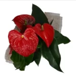 Antúrio Plantado - Imagem 2