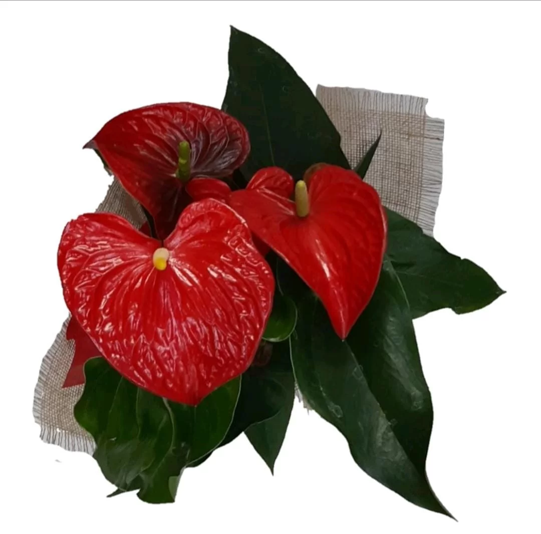 6 Antúrio Plantado - Imagem 2