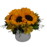  Girassóis no Cachepot Luz do Sol