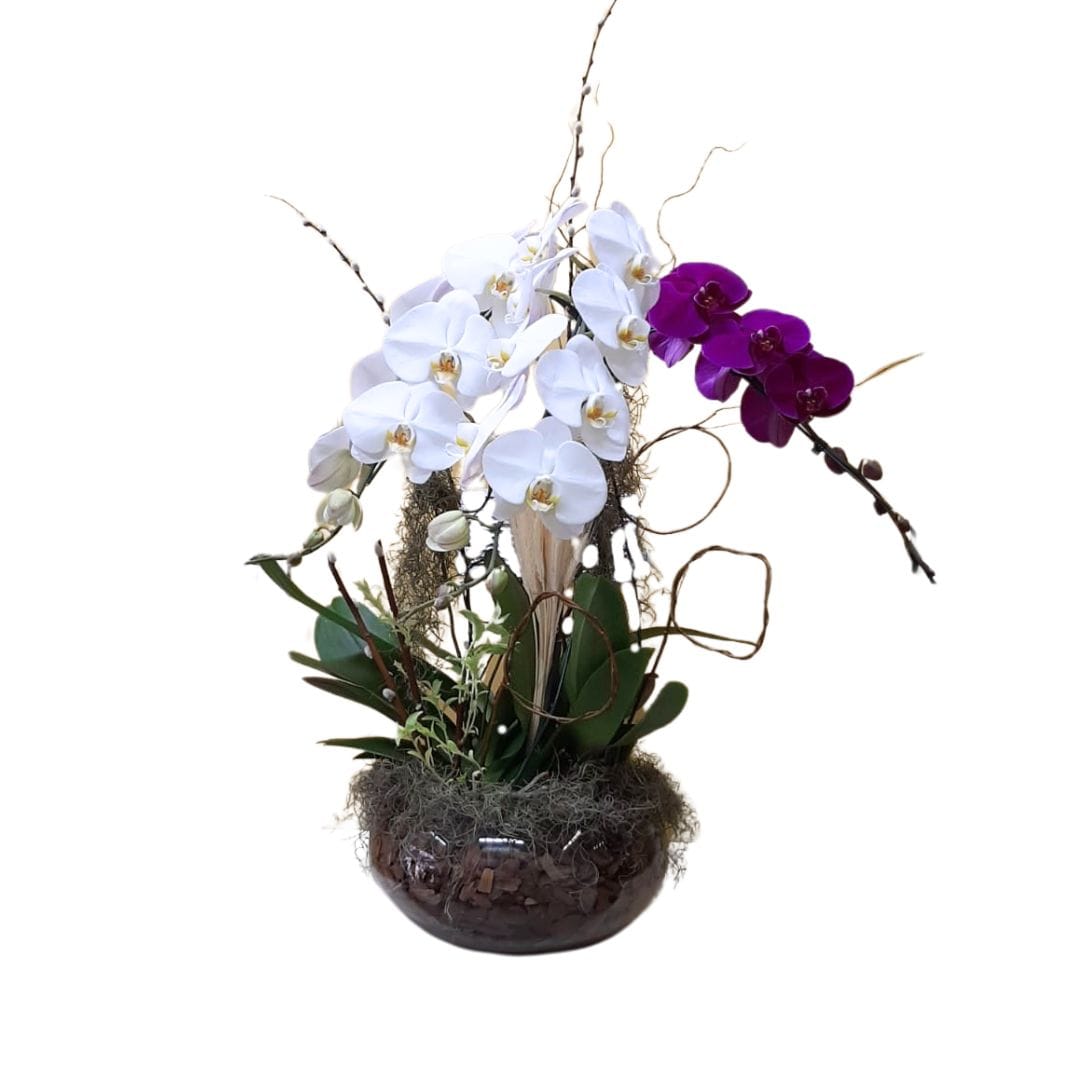 Imagem do WhatsApp de 2024-09-02 à(s) 13.29.42_d2ef16da Trio Orquídeas Phalaenopsis no Vidro