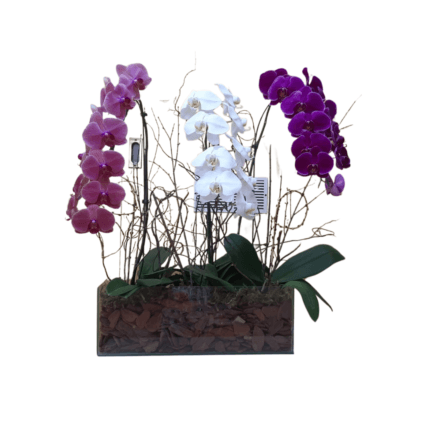 Três Orquídeas no Vidro