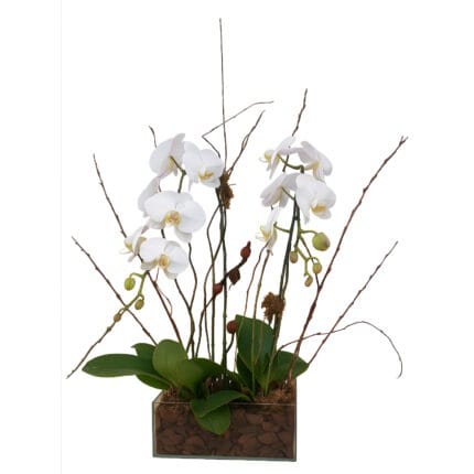 Orquídeas Especial Phalianopolis