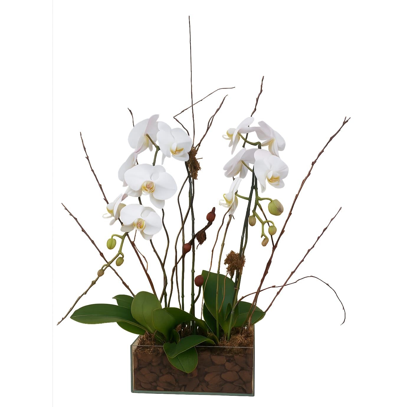 Orquídeas Especial Phalianopolis Orquídeas Especial Phalianopolis